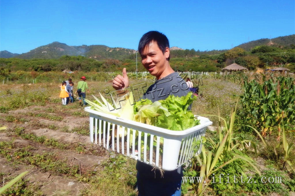 采摘新鲜的蔬菜。